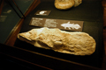 えのすいのシーラカンスの化石（実物）展示