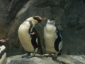 フンボルトペンギンのヒナ（右）