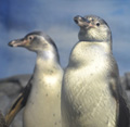 今年生まれの2羽のフンボルトペンギン