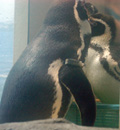フンボルトペンギン「ジャンボ」と「ハク」