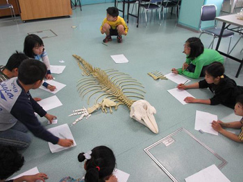 「骨格から分かるイルカの身体の仕組み」