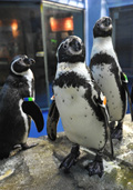 えのすいのフンボルトペンギンたち