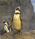 フンボルトペンギン「コハク」