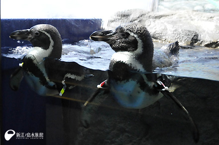 フンボルトペンギン「サン」（右）と「ムーン」（左）