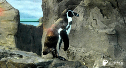 フンボルトペンギン「ノゾミ」