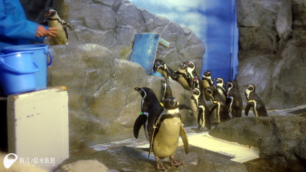 フンボルトペンギンの給餌