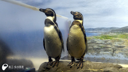 フンボルトペンギン「ホワイト」「マーチ」