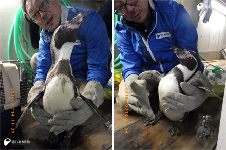 フンボルトペンギン「ホワイト」（左）と「マーチ」（右）
