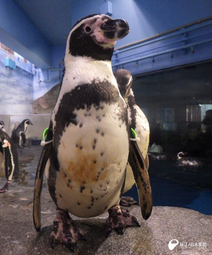 通常時のフンボルトペンギン「アカリ」