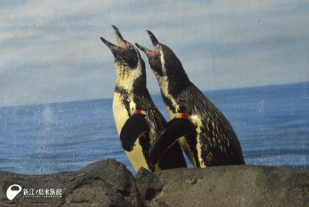 フンボルトペンギン「ハク」（右）と「セサミ」（左）