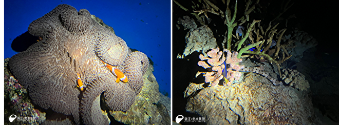 左：アラビアハタゴイソギンチャクに包まれて休むカクレクマノミ／右：サンゴの隙間で休むナンヨウハギ