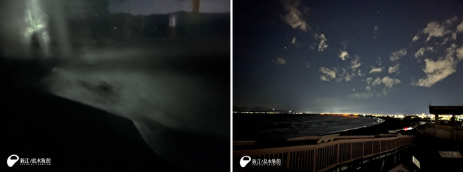 左：通りかかると寄って来るバンドウイルカたち／右：夜景の映る相模湾