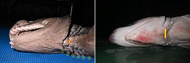 ラブカ科のラブカとカグラザメ科のエドアブラザメの頭部腹面