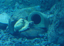 �ޥ���