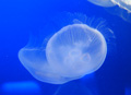 �ߥ����饲�ʥ��᡼����