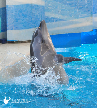 �Х�ɥ����륫�֥ԥå���
