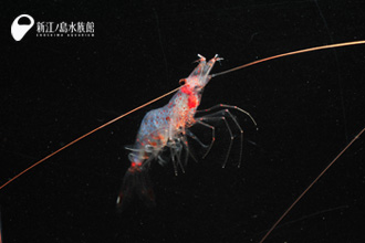 �����饨��