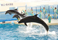 �Х�ɥ����륫�ʱ�2Ƭ�ˤȥ�������ɥ�������