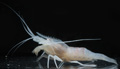 オハラエビの仲間(Alvinocaris sp.)
