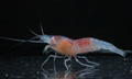オハラエビの仲間(Opaepele sp.)