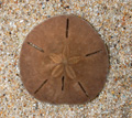カシパンの仲間 (背面)