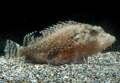 ヒメオコゼとその全身の体表に付着したヒドロ虫の一種(ポリプ)