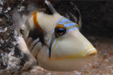 ムラサメモンガラ(humuhumu nukunuku apua a)