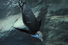フンボルトペンギンの幼鳥