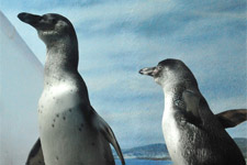 フンボルトペンギン