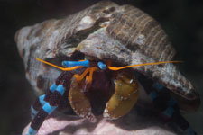 ユビワサンゴヤドカリ