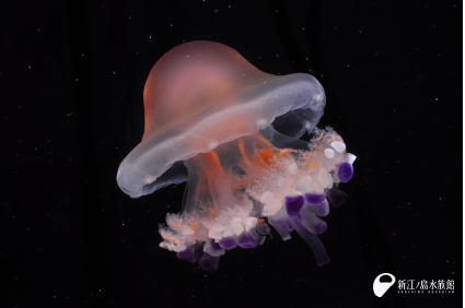 夢の共演 美しいクラゲの混泳展示 リゾストマ パルモ コティロリーザ ツベルクラータ 新しい生き物たち 新江ノ島水族館
