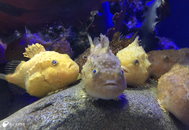 北の海のアイドル えのすい 生まれの フウセンウオ たち 新江ノ島水族館