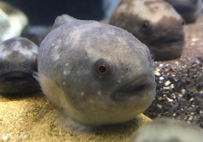 おめでたい ホテイウオ を展示開始 新江ノ島水族館 おめでたい ホテイウオ を展示開始 新江ノ島水族館