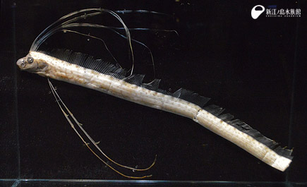 江の島に深海魚 リュウグウノツカイ 現る リュウグウノツカイの標本公開 新江ノ島水族館