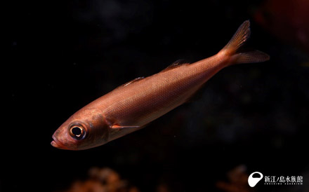 えのすい初 細くて赤くて何だか違和感 ハチビキ の幼魚 展示開始 新江ノ島水族館 えのすい初 細くて赤くて何だか違和感 ハチビキ の幼魚 展示開始 新江ノ島水族館