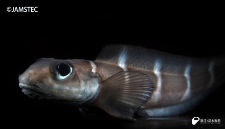クリッとした眼が愛らしい ヨコスジクロゲンゲ 新江ノ島水族館