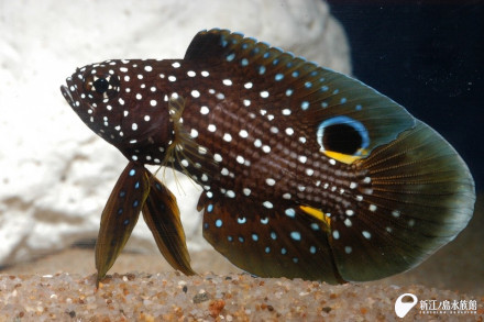 星に願いを シモフリタナバタウオ 展示中 新江ノ島水族館