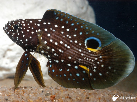新しい生き物たち 新江ノ島水族館