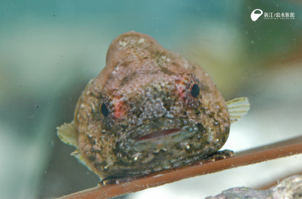 カラフルなチビ団子 ダンゴウオ 団子魚 展示開始 新江ノ島水族館