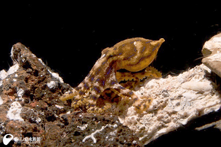 その姿 まさにニンジャ ヒョウモンダコ 展示開始 新江ノ島水族館 その姿 まさにニンジャ ヒョウモンダコ 展示開始 新江ノ島水族館