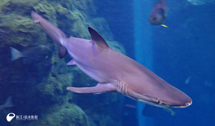 えのすい初展示のサメ クロヘリメジロザメ 展示中 新江ノ島水族館 えのすい初展示のサメ クロヘリメジロザメ 展示中 新江ノ島水族館