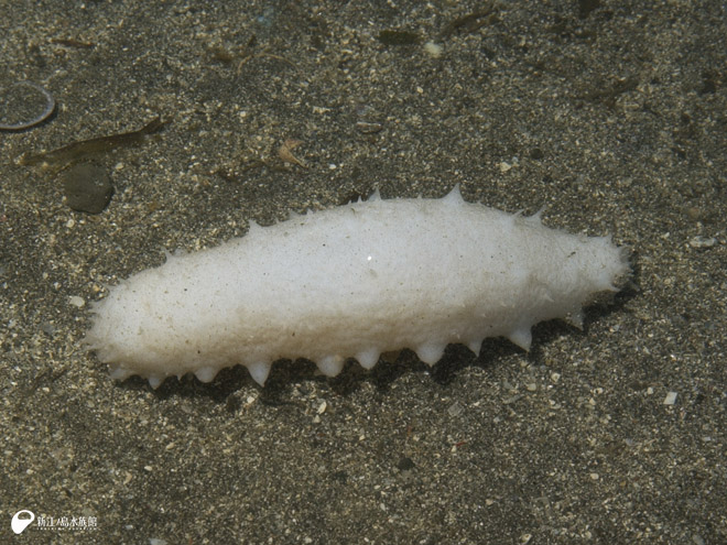 白い鼠 ねずみ は大黒様の使いですが 白い海鼠 なまこ も縁起物 白いマナマコ 展示開始 新江ノ島水族館 白い鼠 ねずみ は大黒様の使いですが 白い海鼠 なまこ も縁起物 白いマナマコ 展示開始 新江ノ島水族館