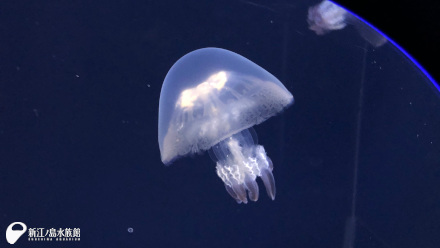ニューヒロイン誕生か 傘の縁取りが美しいクラゲ えのすい初展示 リゾストマ パルモ 新江ノ島水族館 ニューヒロイン誕生か 傘の縁取りが美しいクラゲ えのすい初展示 リゾストマ パルモ 新江ノ島水族館