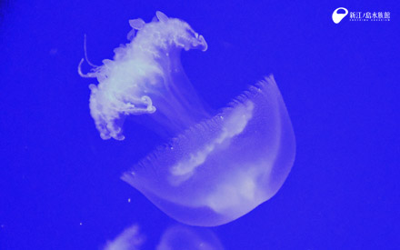 08年から約 13年ぶりの展示 繁殖に成功 えのすい生まれの ヒゼンクラゲ 新江ノ島水族館 08年から約 13年ぶりの展示 繁殖に成功 えのすい生まれの ヒゼンクラゲ 新江ノ島水族館