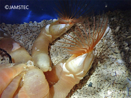 太い蛇腹がかっこいい深海生物 ミョウガガイ科の一種 新江ノ島水族館