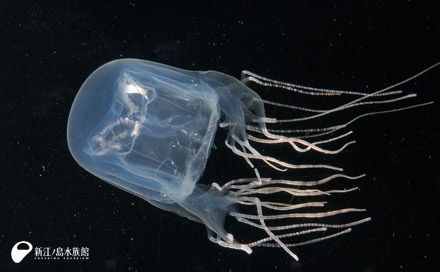 毒蛇ハブに勝る猛毒をもつといわれる ハブクラゲ 展示開始 新江ノ島水族館 毒蛇ハブに勝る猛毒をもつといわれる ハブクラゲ 展示開始 新江ノ島水族館