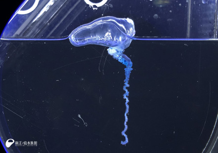 青く美しい危険なデンキクラゲ カツオノエボシ 展示中 新江ノ島水族館
