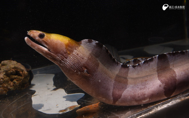 クラカケ模様と黄色い頭がチャームポイント クラカケウツボ 展示開始 新しい生き物たち 新江ノ島水族館