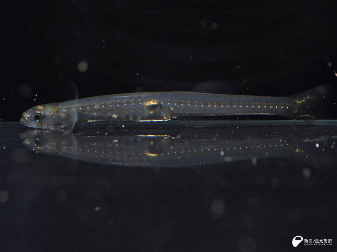 春を告げる魚 シロウオ 展示中 新しい生き物たち 新江ノ島水族館