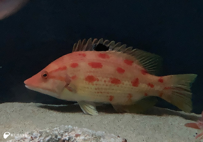 名前にタイとついているけど 実はベラの仲間 キツネダイ 展示開始 新しい生き物たち 新江ノ島水族館